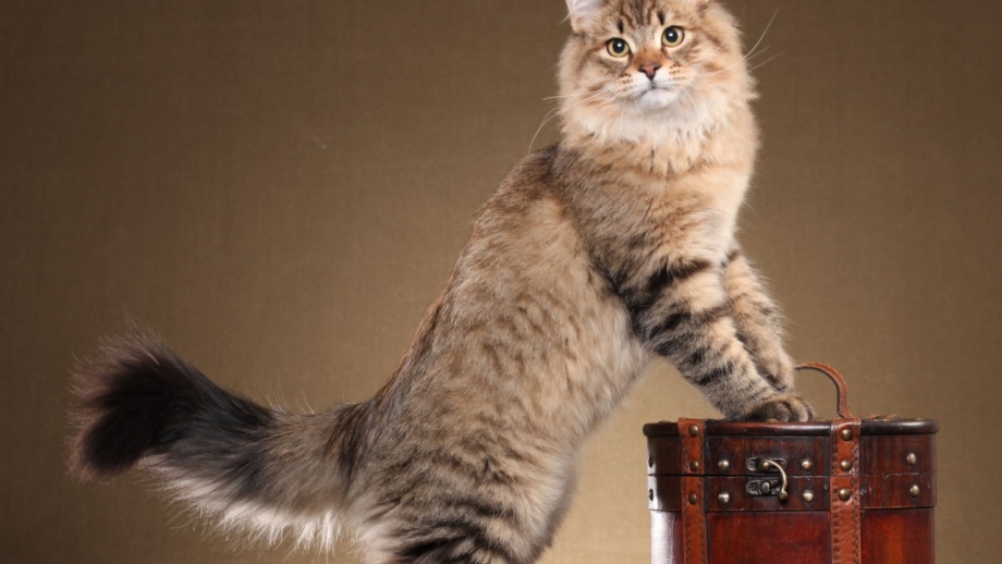 Сибирский Лесной кот