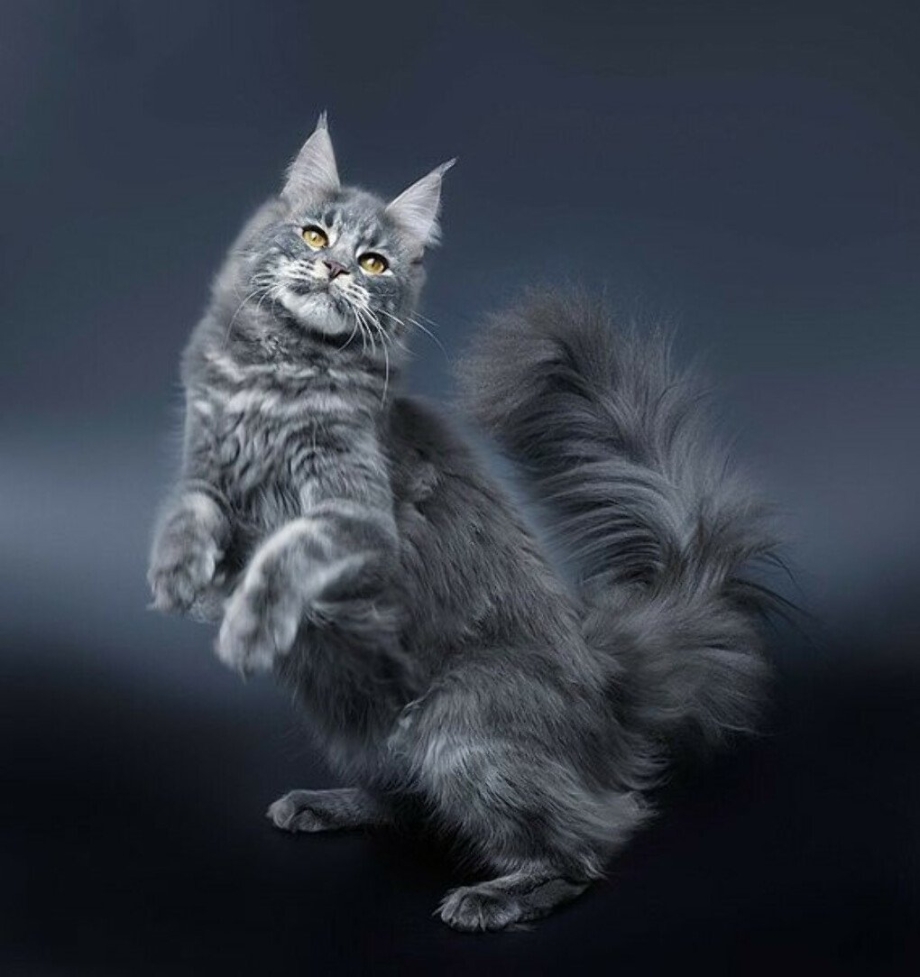 Лапки сибирских кошек