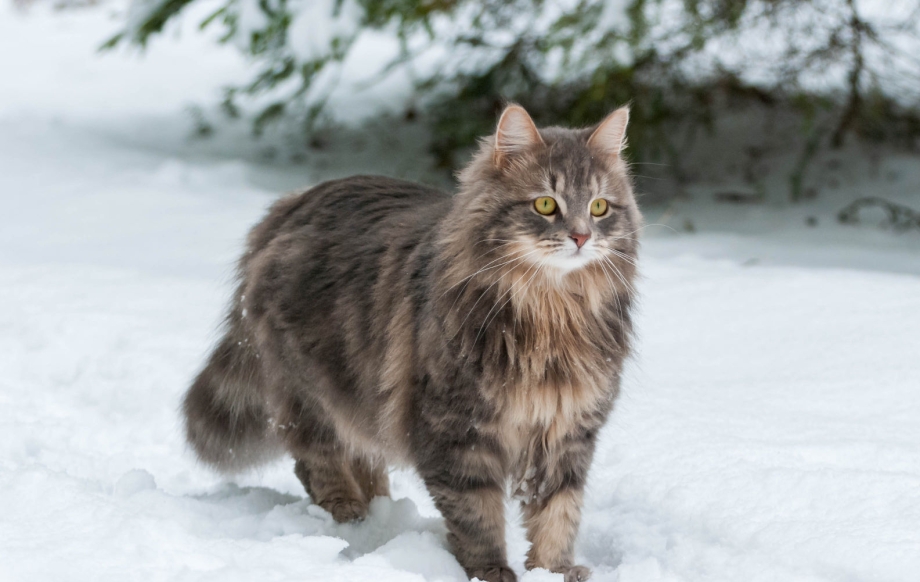 Сибирская кошка