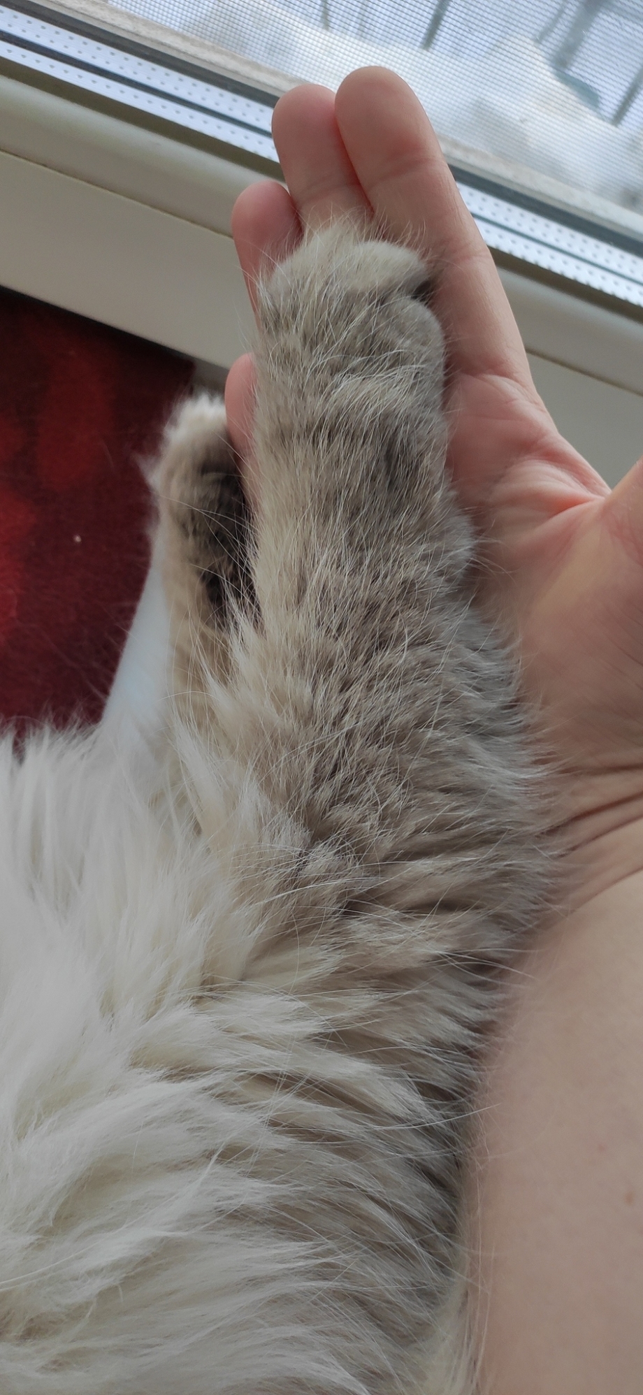 Лапы Сибирского кота