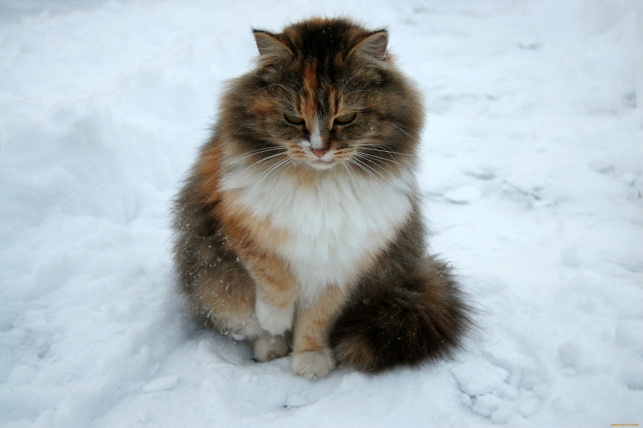Сибирский кот черный теби