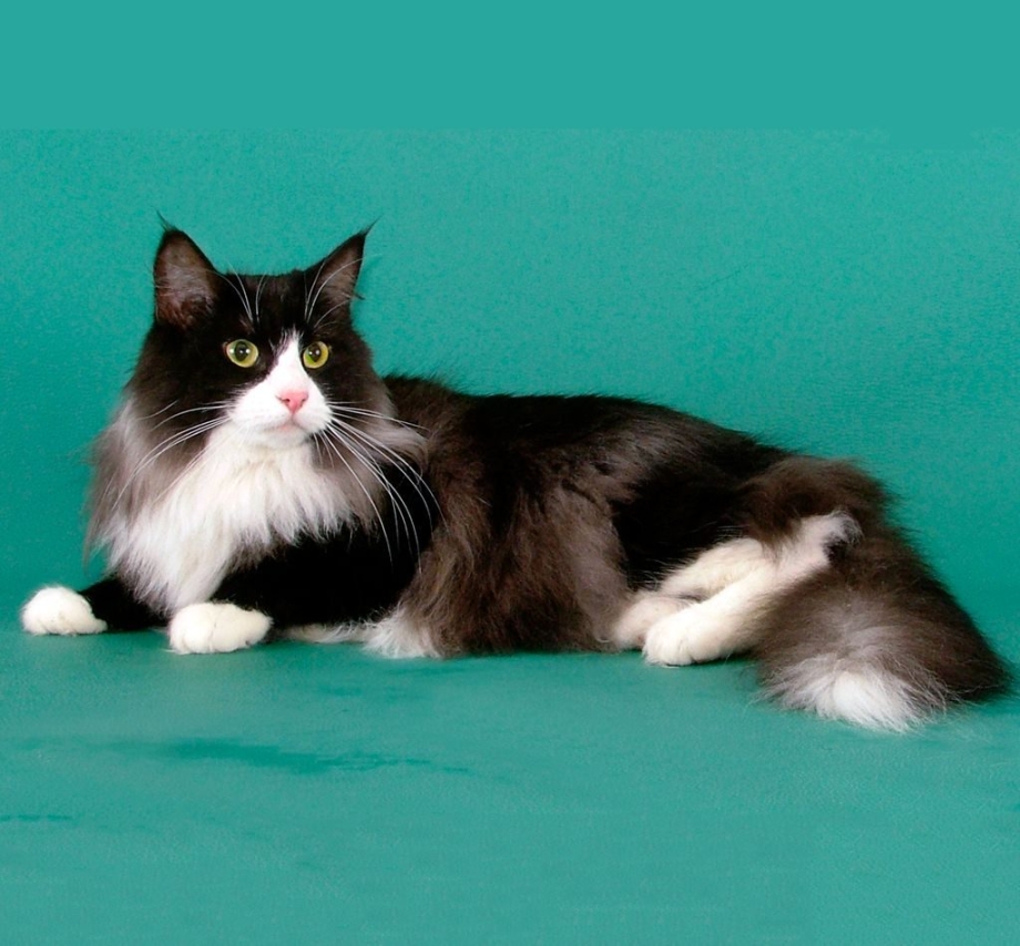Финская Лесная кошка