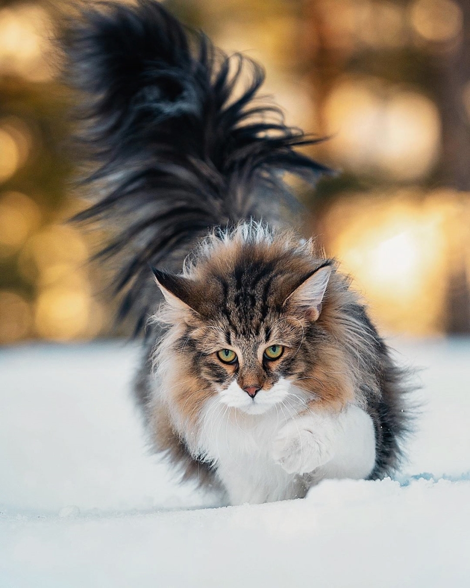 Кошка Мейн кун