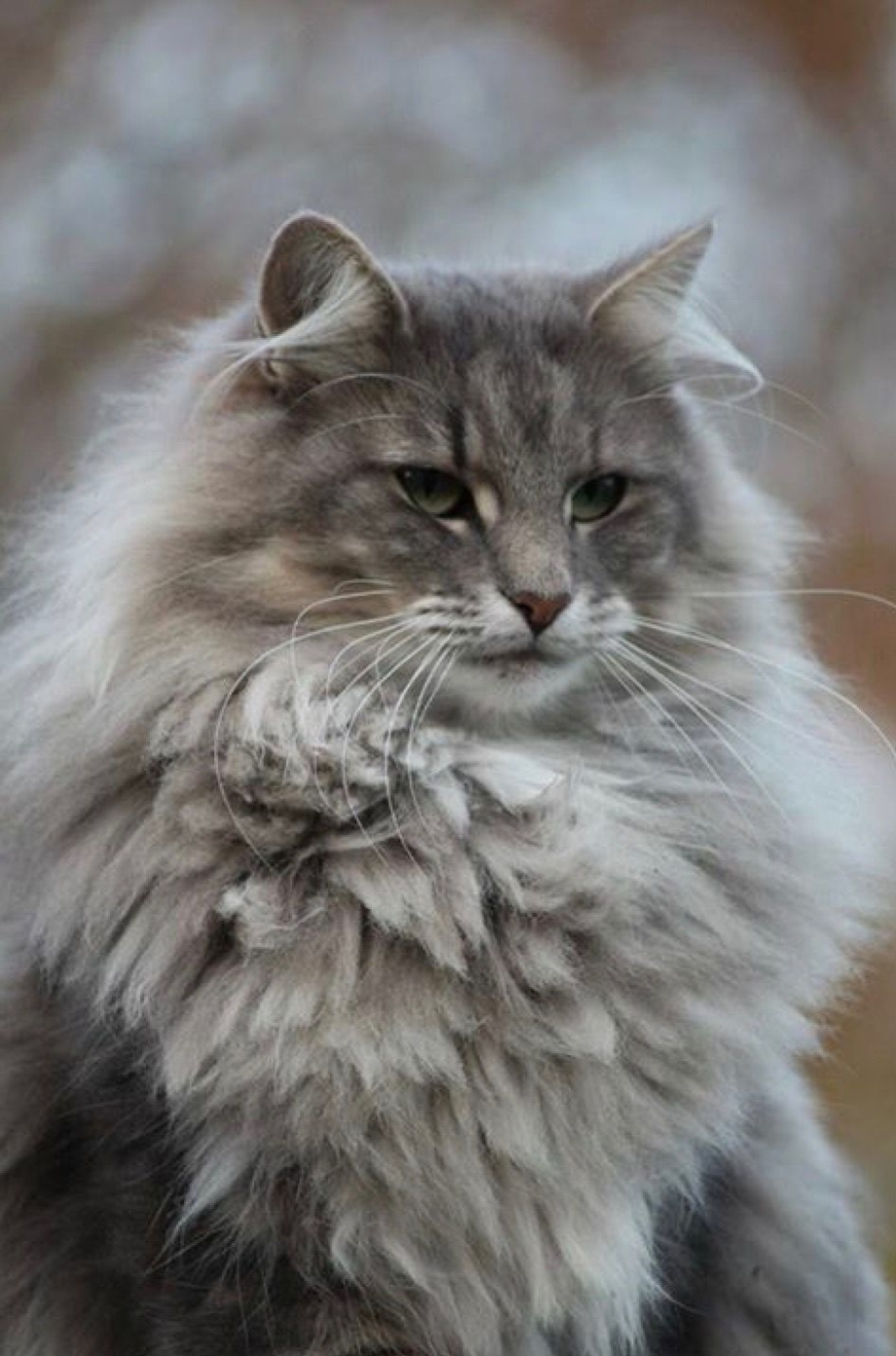 Шерстистый кот