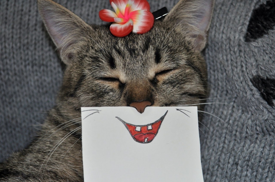 Позитивные коты
