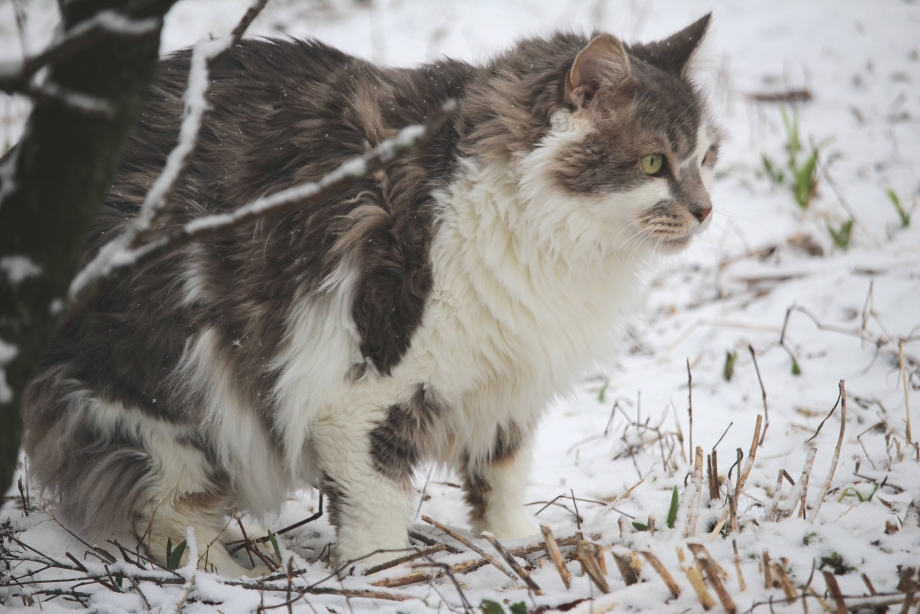 Сибирская кошка хвост