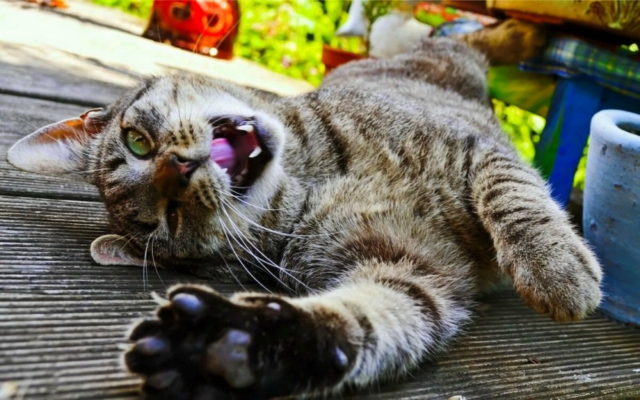 Веселый котик