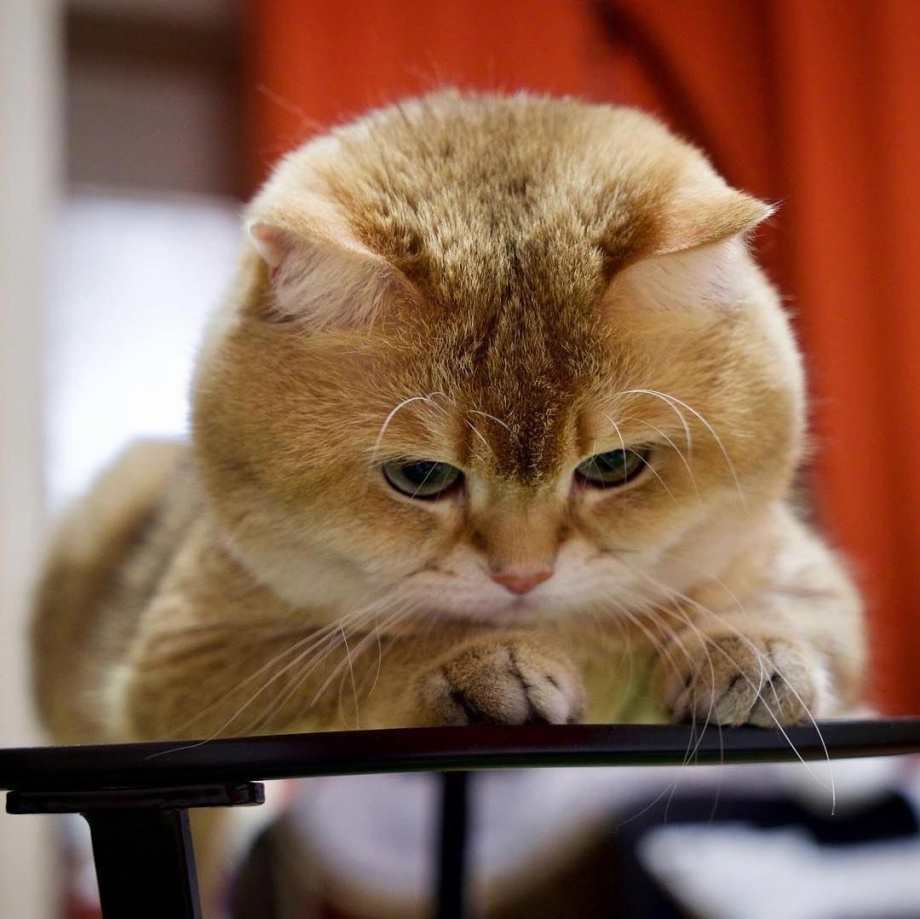 Смешной кот