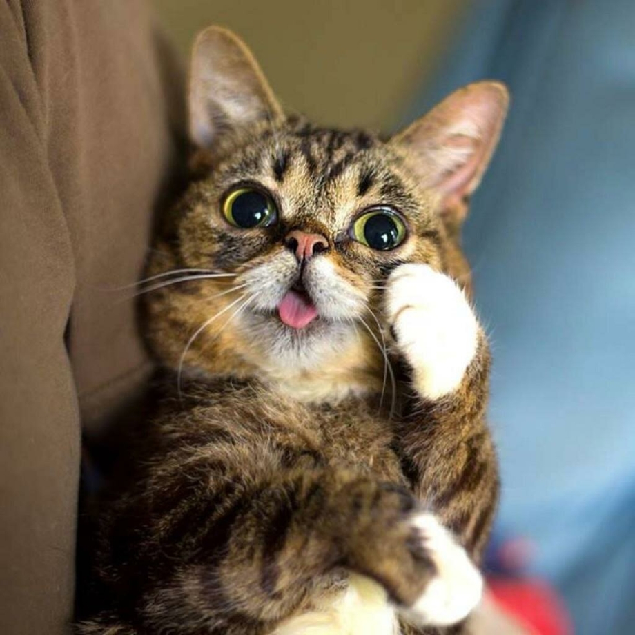Забавные коты