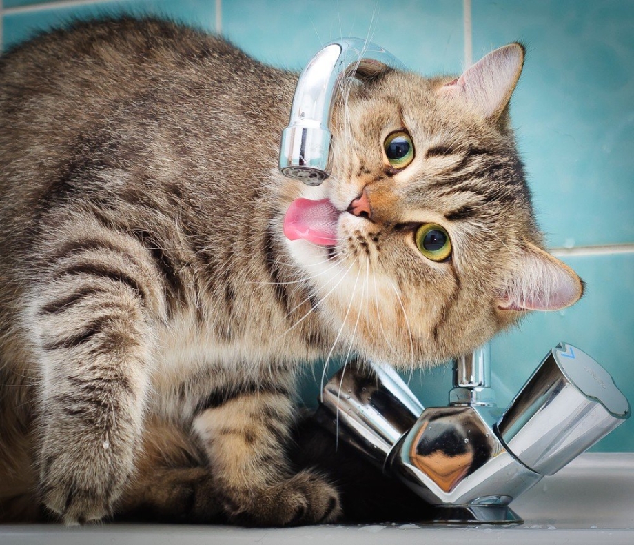 Прикольные котики