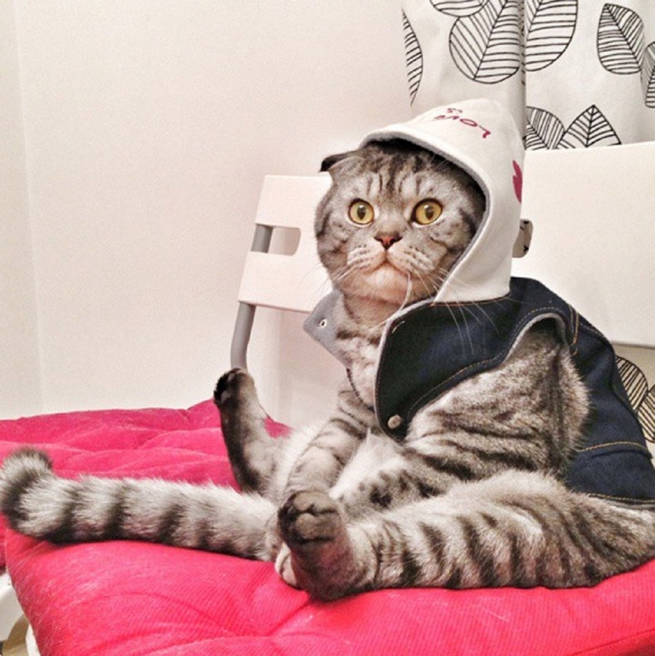 Прикольный кот