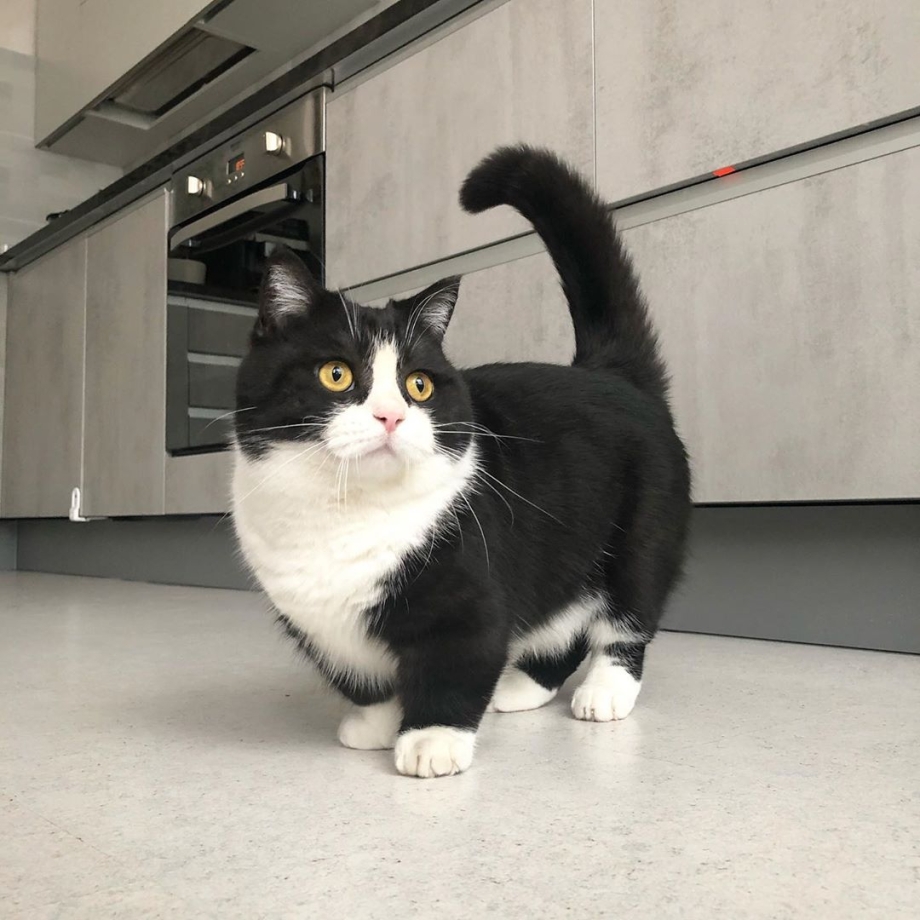 Манчкин кошка черная