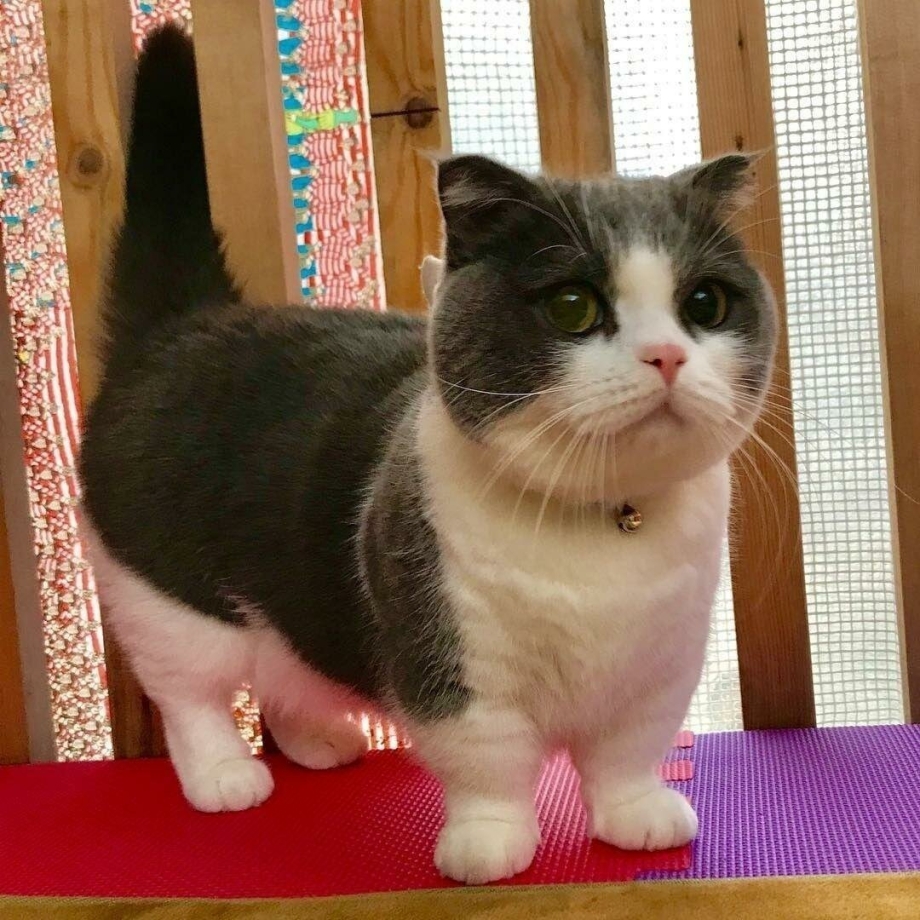 Манчкин кошка короткошерстная