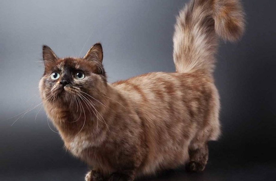 Манчкин кот