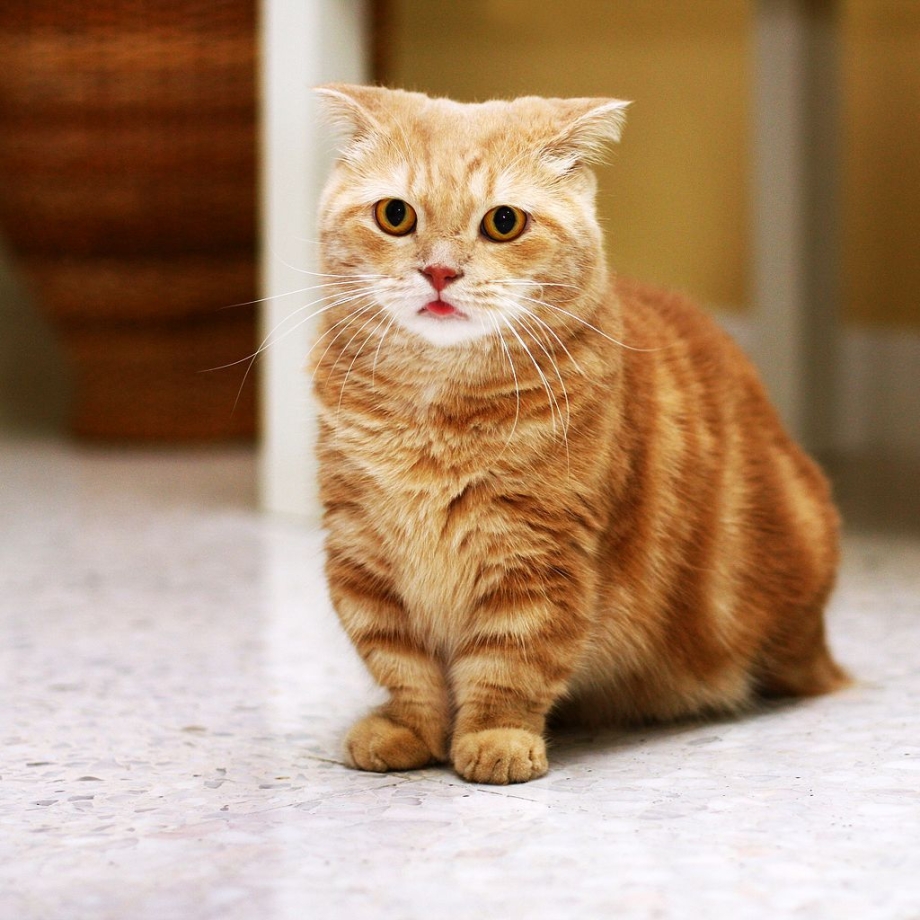 Коротколапые котята Манчкин