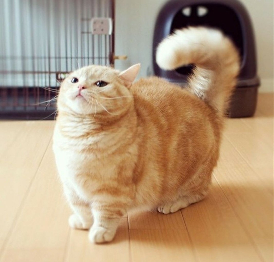 Манчкин кошка рыжая