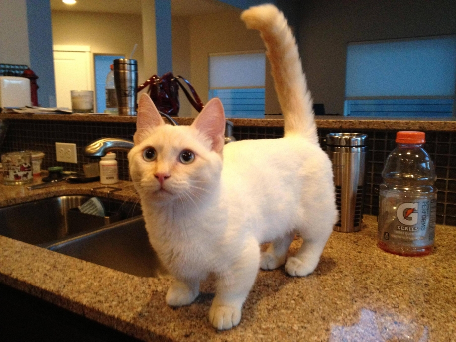 Кошка Манчкин котята