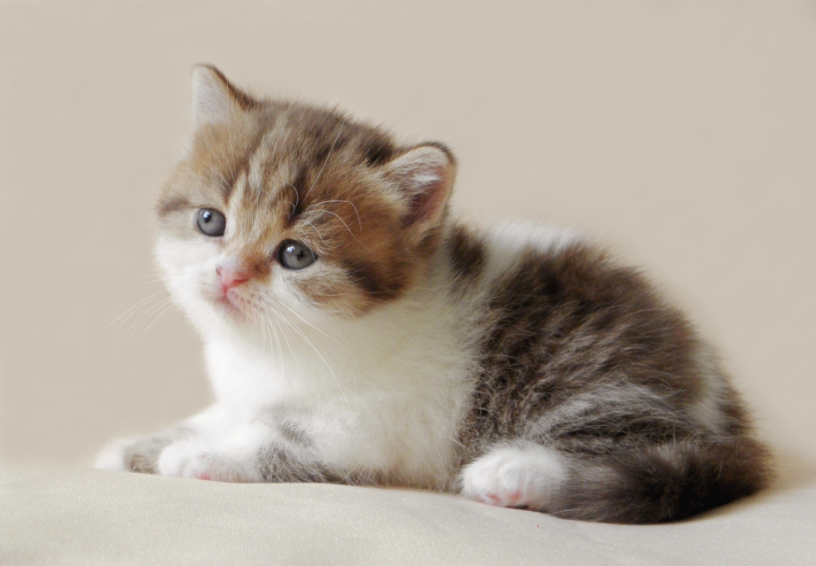 Котята редких окрасов