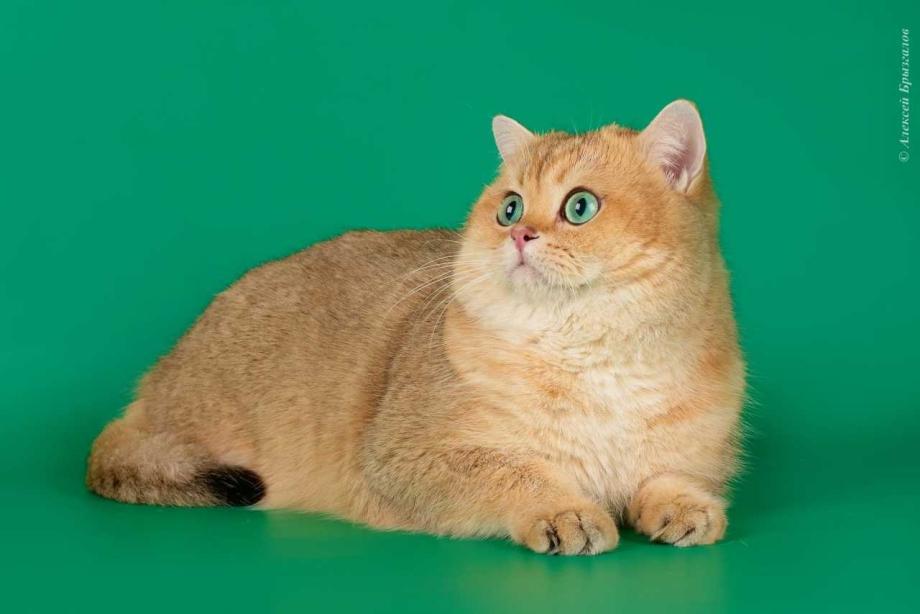 Британский кот Ричард