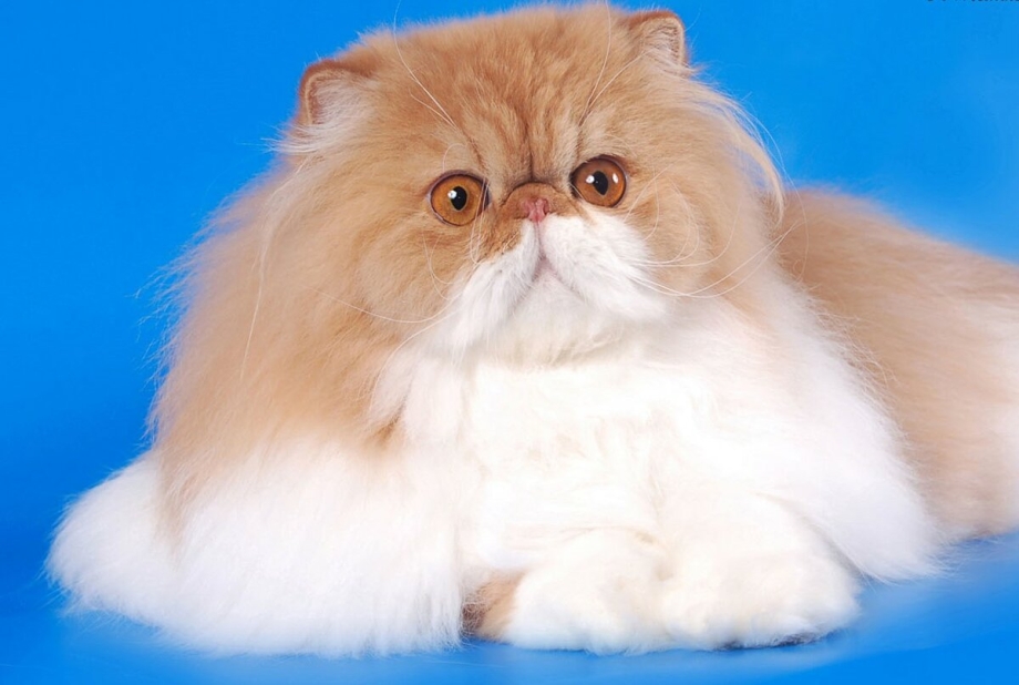 Персидская кошка