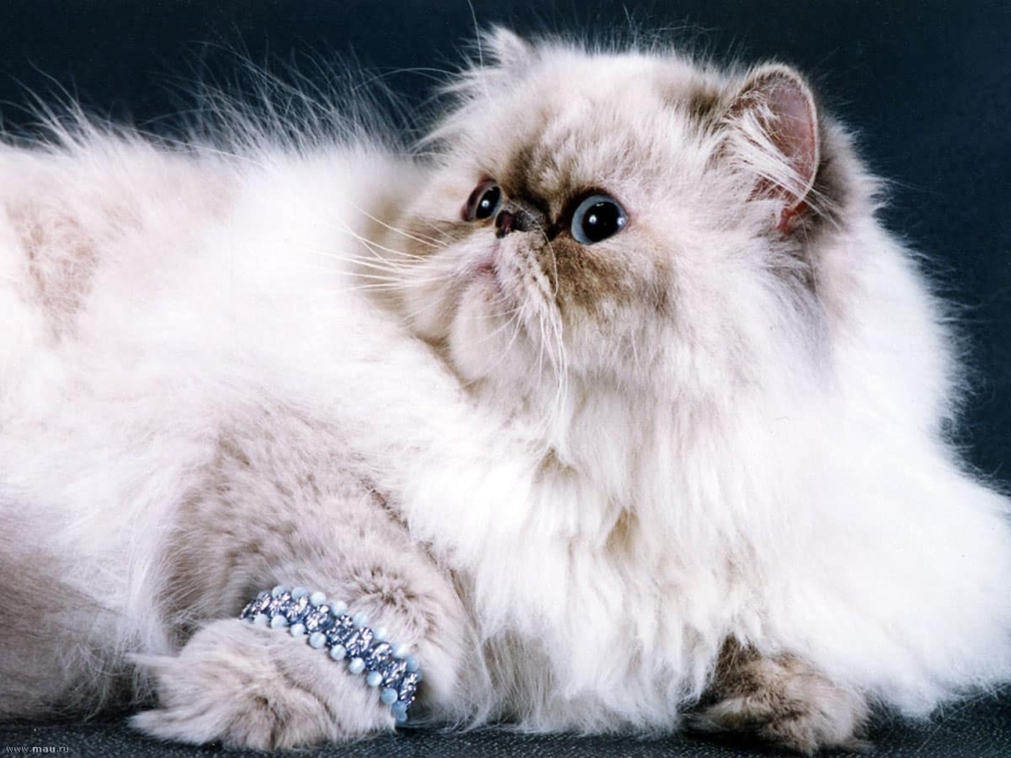 Персидская длинношерстная шиншилла