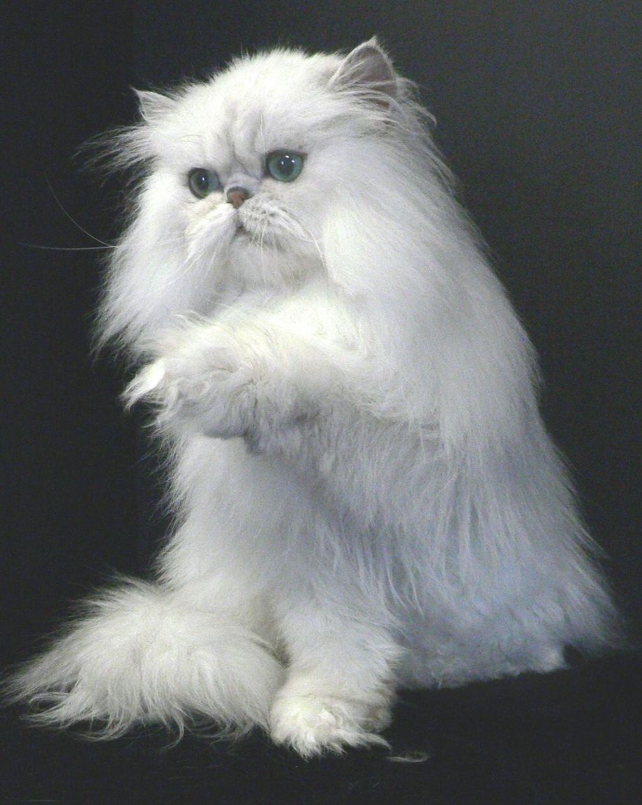 Персидский Пекинес кот