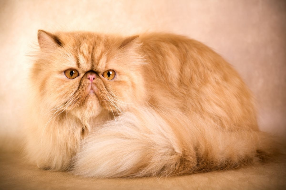 Гималайская Персидская кошка