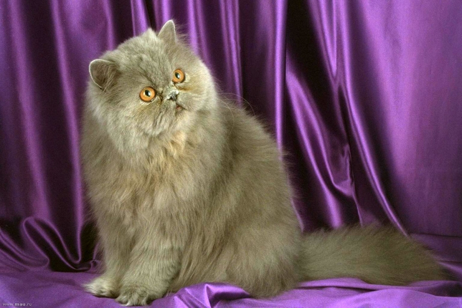 Персидская кошка серая
