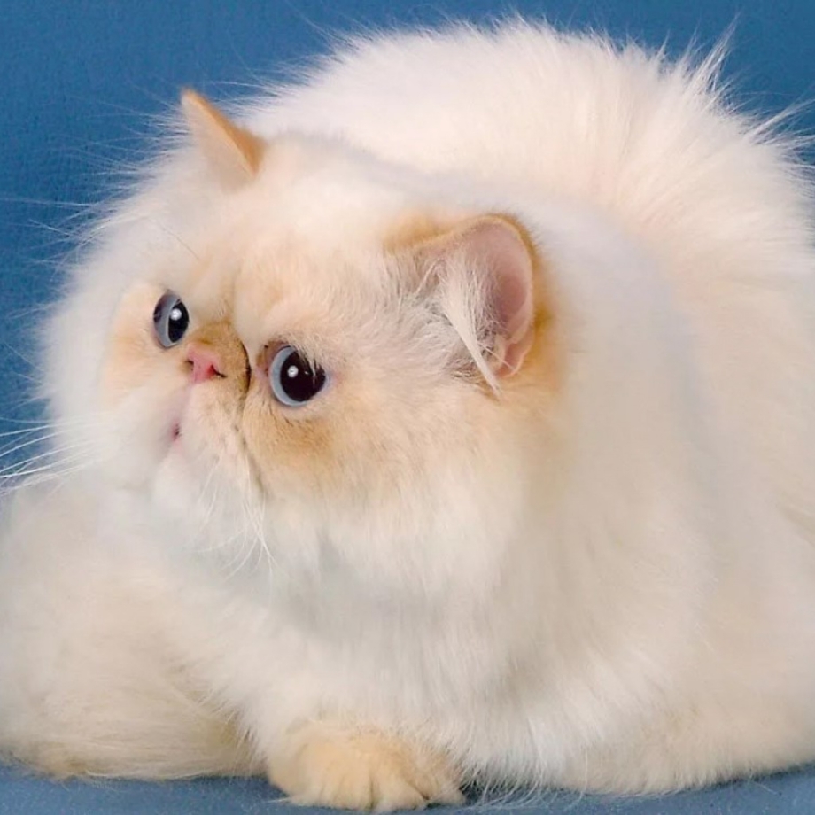 Персидская кошка