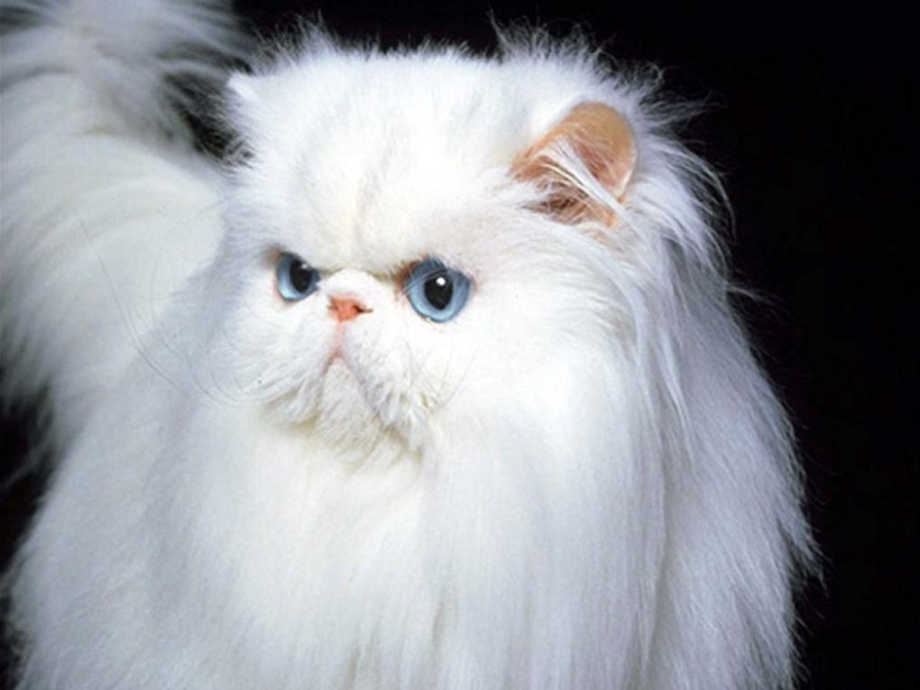 Персидская кошка
