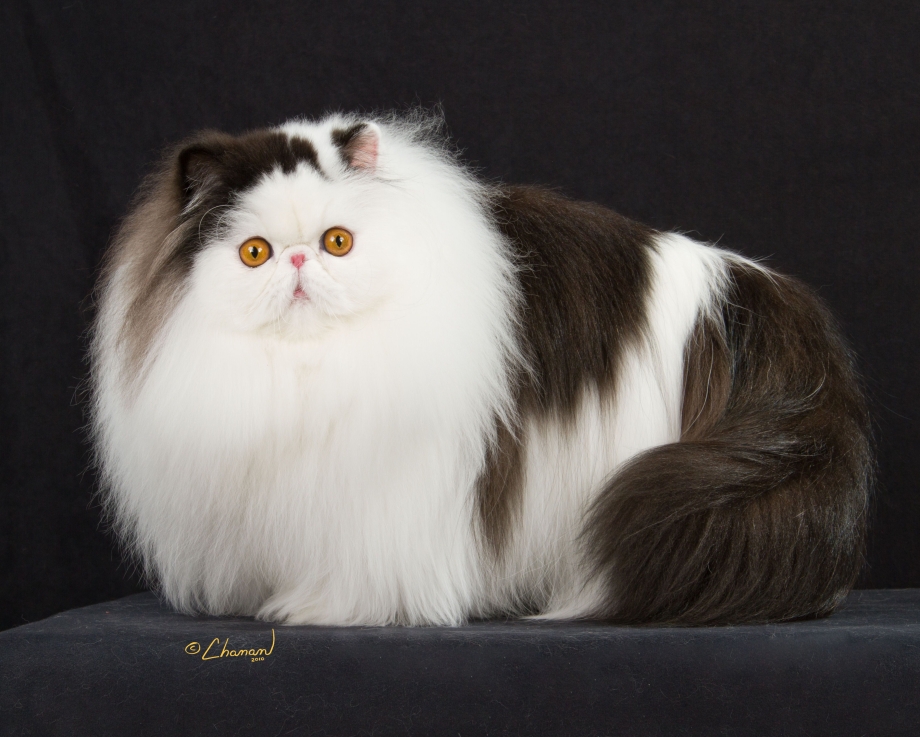 Смешной персидский кот