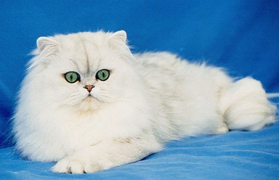 Ангорская шиншилла кошка