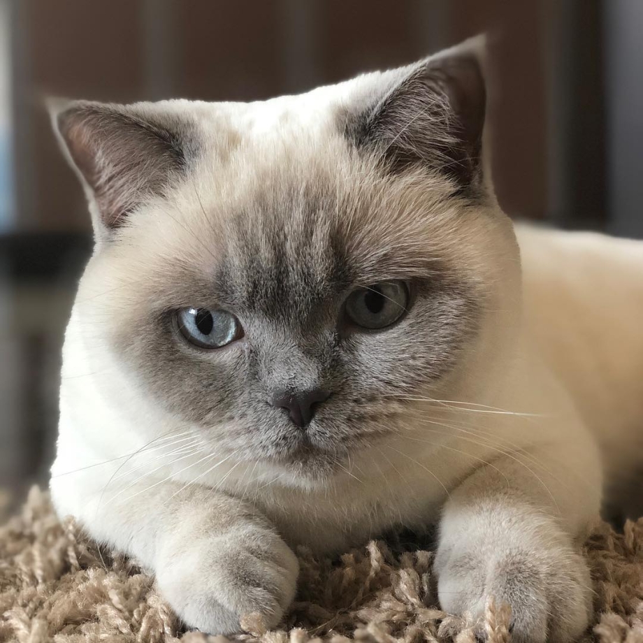 Шотландская кошка скоттиш страйт