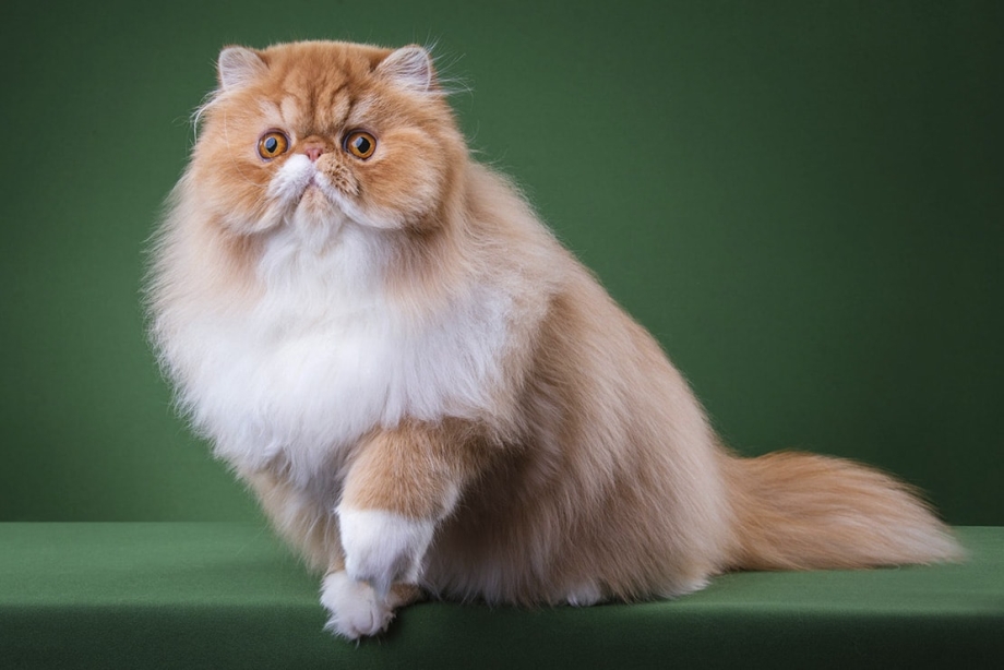 Белый персидский кот