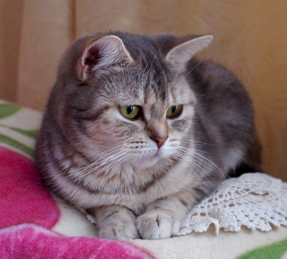 Шотландские коты скоттиш страйт