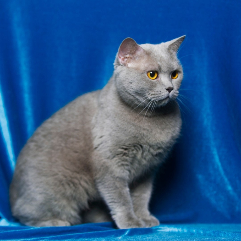 Шотландский скоттиш страйт