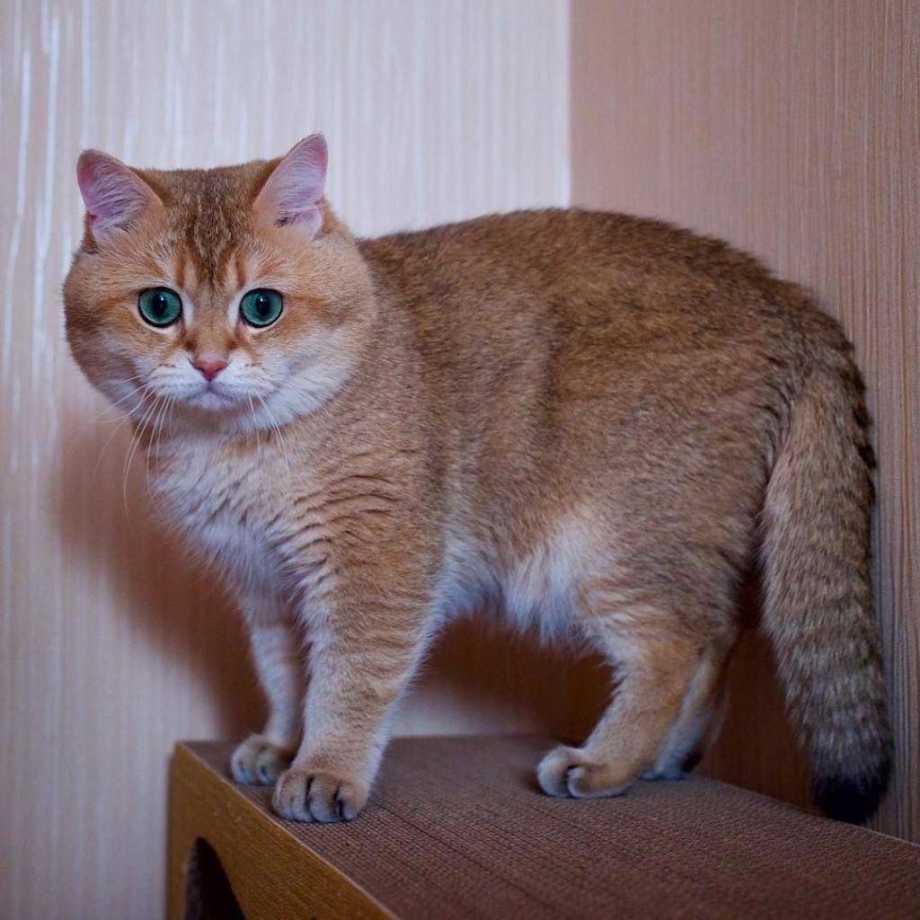 Шотландская страйт прямоухая
