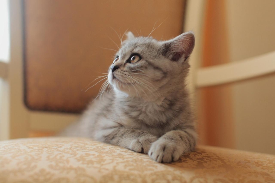 Скоттиш страйт