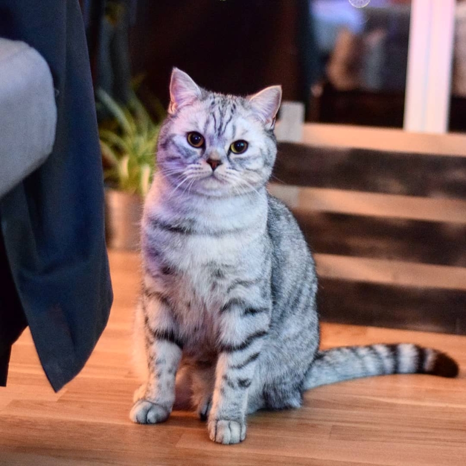 Скоттиш-страйт Шотландская прямоухая кошка