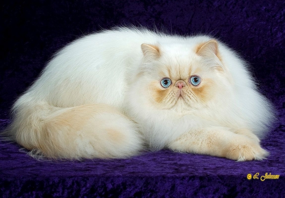 Персидская кошка