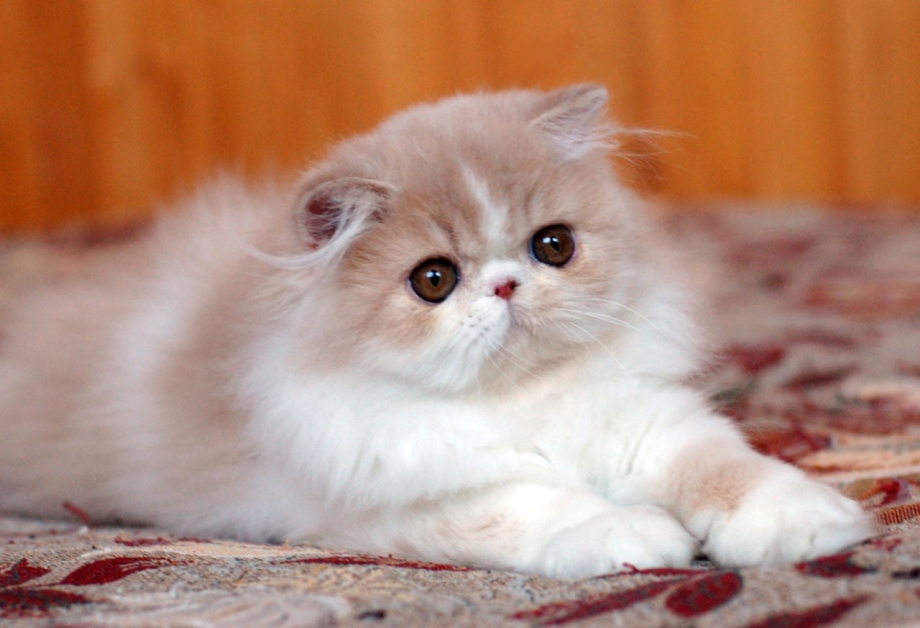 Кошки персы экзоты