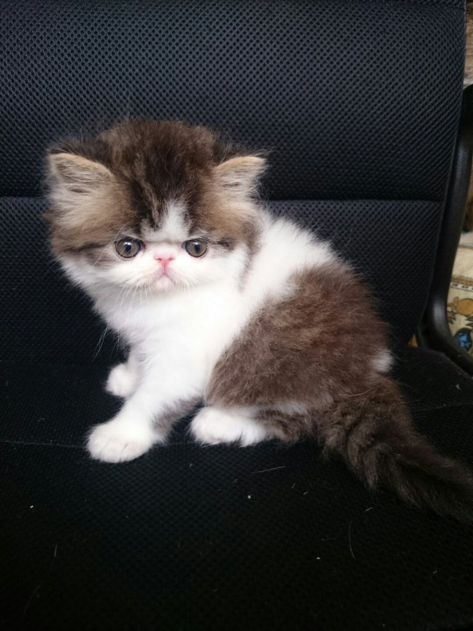 Персидская кошка