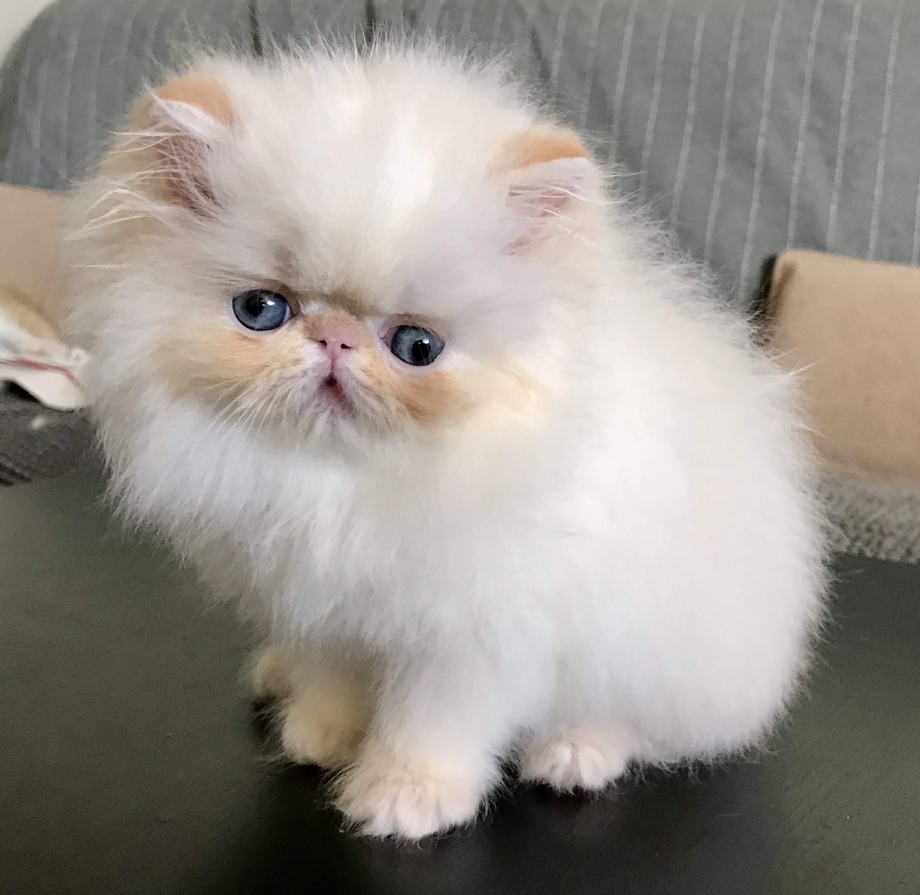Персидская кошка