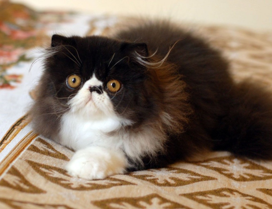 Кошки персы экзоты
