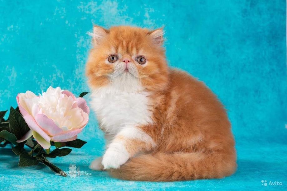 Персидская кошка