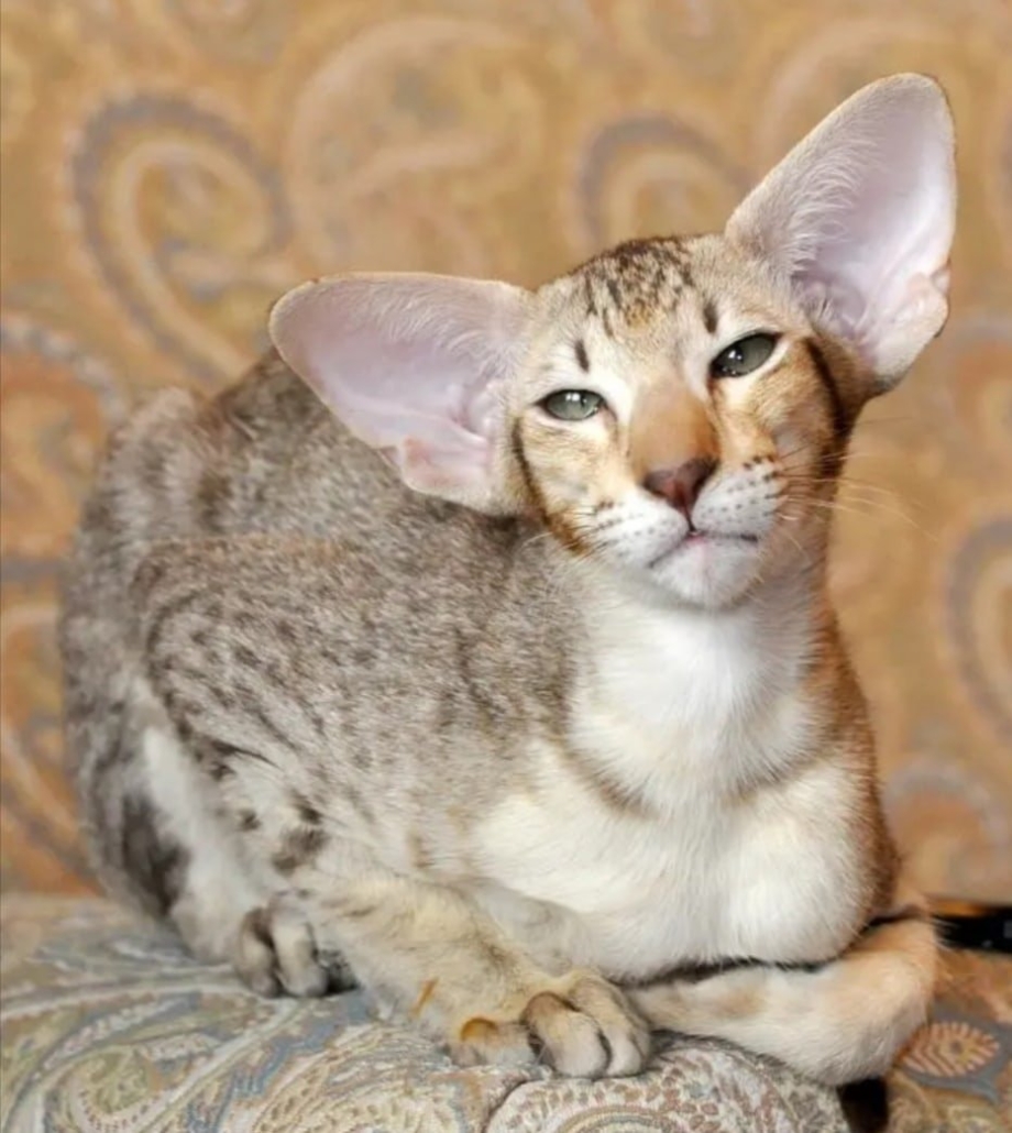 Серый ориентальный кот