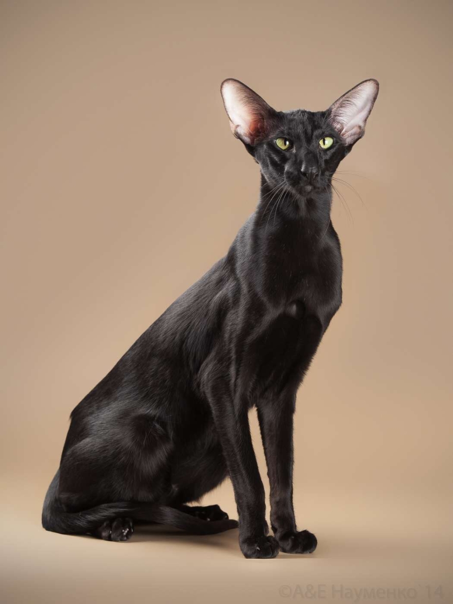 Коты породы Ориентал