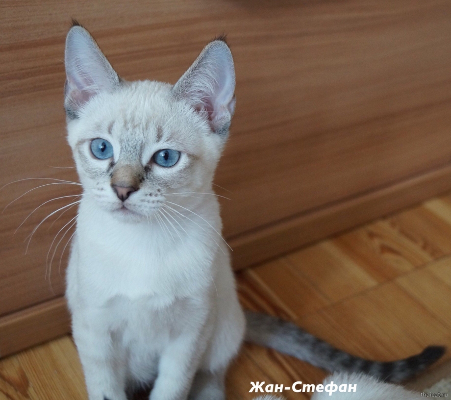 Blue tabby point Невская маскарадная