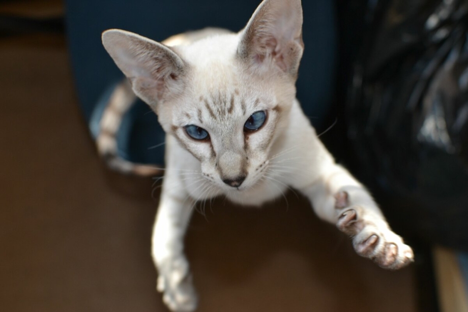 Котята Блю тебби