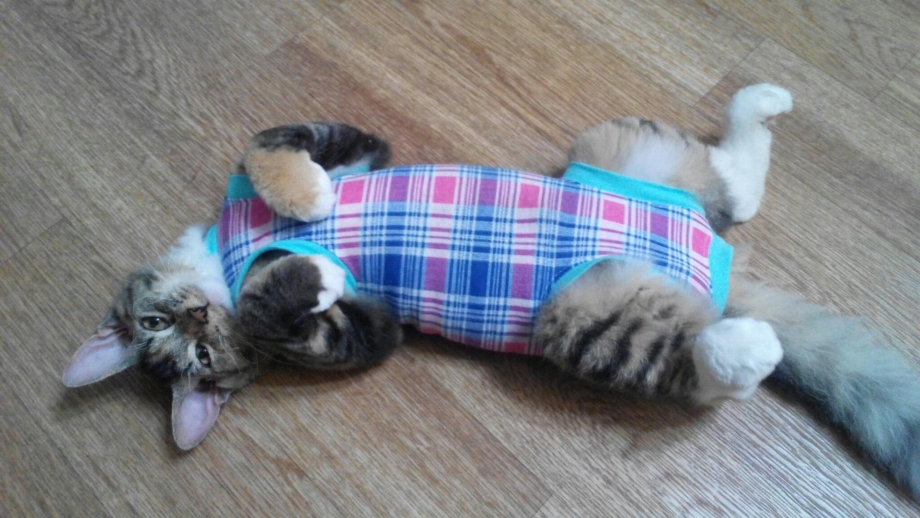Попона для кошки